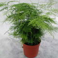Sprengeri Fern